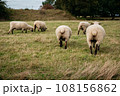 Flock of sheep grazing on green hills 108156862