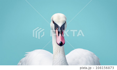 Advertising portrait, banner, beautiful white swan looking straight, isolated on light blue background 108156873