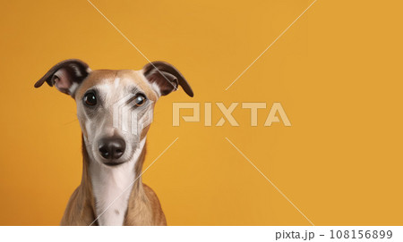 Advertising portrait, banner, looking straight greyhound dog, ears down, isolated on yellow background 108156899