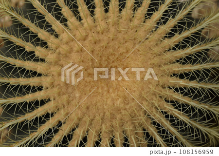 Echinocactus grusonii or Golden Barrel Cactus without flowers close up 108156959