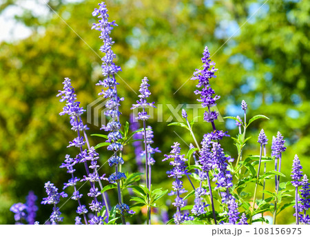 Selective focus of lavender flowers on green background Selective focus of lavender flowers on green background 108156975