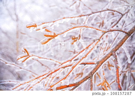 Selective focus of frozen birch catkins covered with ice. Russia, winter Selective focus of frozen birch catkins covered with ice. Russia, winter 108157287