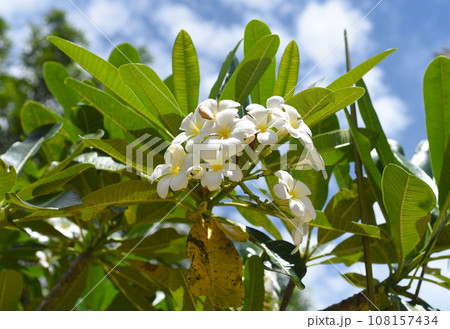 Many flowers of white plumeria against blue sky background Many flowers of white plumeria against blue sky background 108157434