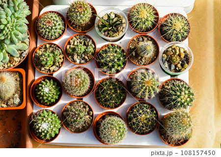 Many potted cacti at a flower market 108157450