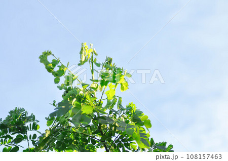 Rain tree or Samanea saman, LEGUMINOSAE MIMOSOIDEAE Rain tree or Samanea saman, LEGUMINOSAE MIMOSOIDEAE 108157463