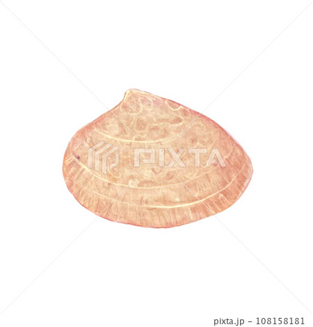 Watercolor pink shell isolated on white Watercolor pink shell isolated on white 108158181