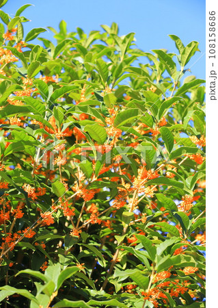 青空に生えるキンモクセイの花　 108158686
