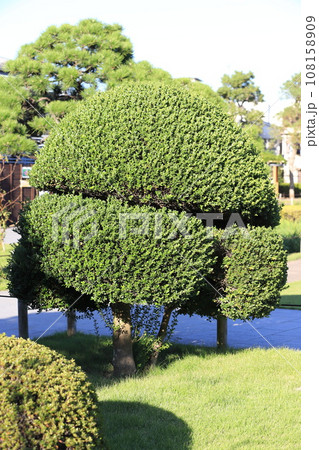 形よく整えられた柘植の木（ツゲノキ） 108158909