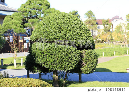 形よく整えられた柘植の木(ツゲノキ) 形よく整えられた柘植の木(ツゲノキ) 108158913