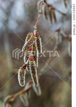 pussy willow Salix caprea, male. Mass flowering of willow cats in early spring with a wonderful bokeh background. Spring concept pussy willow Salix caprea, male. Mass flowering of willow cats in early spring with a wonderful bokeh background. Spring concept 108158987