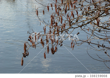 Small branch of black alder Alnus glutinosa with male catkins and female red flowers. Blooming alder in spring beautiful natural background with clear earrings and blurred background 108159008