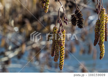 Small branch of black alder Alnus glutinosa with male catkins and female red flowers. Blooming alder in spring beautiful natural background with clear earrings and blurred background 108159009