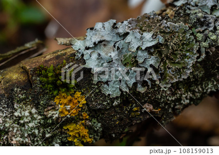 Detailed photo of lichen Lobaria Scrobiculata. Dry tree branch with green lichen in the forest close-up Detailed photo of lichen Lobaria Scrobiculata. Dry tree branch with green lichen in the forest close-up 108159013