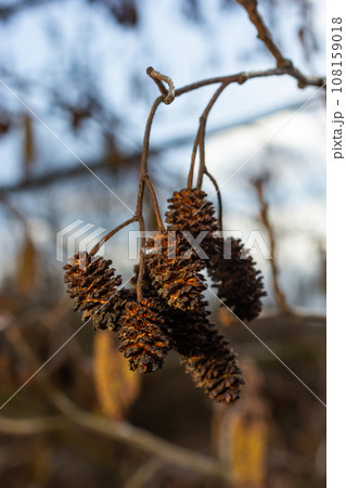 Small branch of black alder Alnus glutinosa with male catkins and female red flowers. Blooming alder in spring beautiful natural background with clear earrings and blurred background 108159018