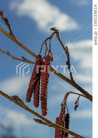 Small branch of black alder Alnus glutinosa with male catkins and female red flowers. Blooming alder in spring beautiful natural background with clear earrings and blurred background Small branch of black alder Alnus glutinosa with male catkins and female red flowers. Blooming alder in spring beautiful natural background with clear earrings and blurred background 108159019