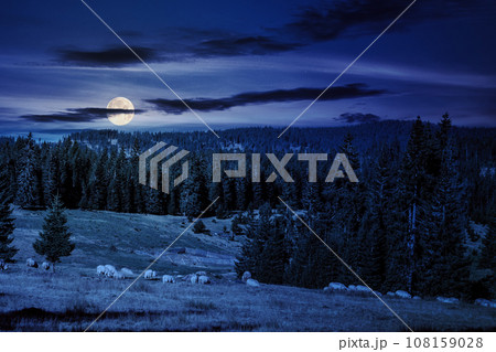 flock of sheep on the meadow near the fir forest in mountains of Romania at night. wonderful countryside scenery in full moon light flock of sheep on the meadow near the fir forest in mountains of Romania at night. wonderful countryside scenery in full moon light 108159028