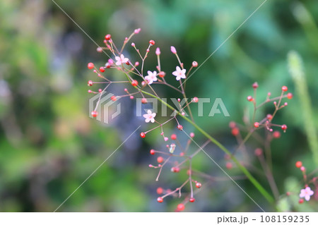 ピンク色の小さな爆蘭(ハゼラン)の花と実 ピンク色の小さな爆蘭(ハゼラン)の花と実 108159235