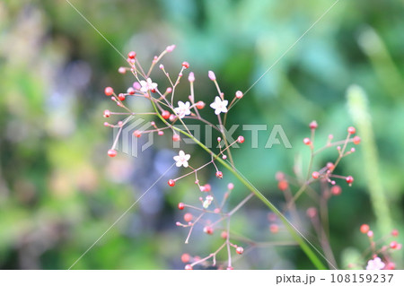 ピンク色の小さな爆蘭(ハゼラン)の花と実 ピンク色の小さな爆蘭(ハゼラン)の花と実 108159237