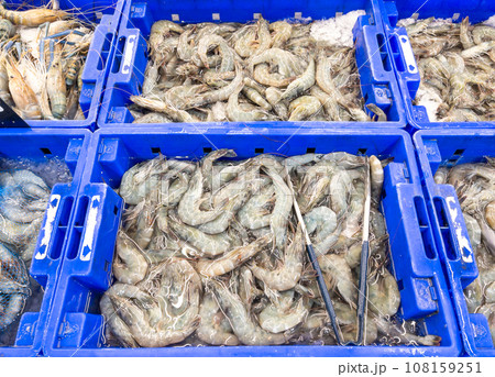 Closeup of the variety of fresh shrimp with the crushed ice in the plastic tray. Closeup of the variety of fresh shrimp with the crushed ice in the plastic tray. 108159251