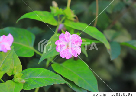 ピンクと白の白粉花(オシロイバナ) ピンクと白の白粉花(オシロイバナ) 108159398