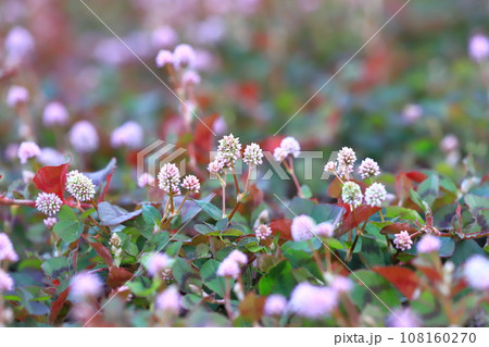 ヒメツルソバ（姫蔓蕎麦）の花と紅葉した葉  108160270