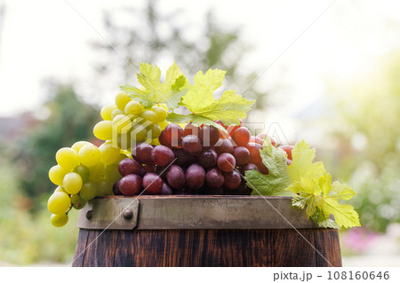 Grape on wine barrel 108160646