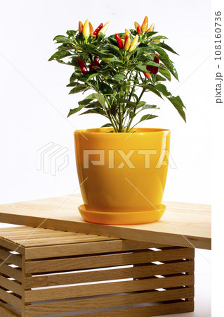 Bush of indoor decorative paper on wooden board Bush of indoor decorative paper on wooden board 108160736