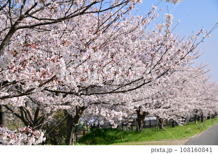 山松川の満開の桜並木 108160841
