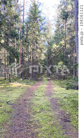 Road in a wood 108161121