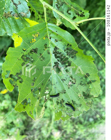 Black caterpillars eat green leaves in the garden Black caterpillars eat green leaves in the garden 108161142