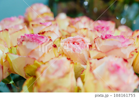 close-up. Bouquet of peony roses. close-up. Bouquet of peony roses. 108161755