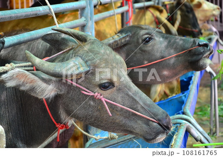 The young buffalo is eating grass for meal. The young buffalo is eating grass for meal. 108161765