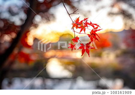 大覚寺門跡の秋、天神島へと渡る朱塗りの太鼓橋、大沢池の夕焼けと真っ赤なモミジ 108161989