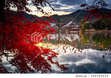 大覚寺門跡の秋、夕暮れの大沢池と五大堂、秋色の水鏡に枯れ蓮のシルエット、真っ赤なカエデのコントラスト 大覚寺門跡の秋、夕暮れの大沢池と五大堂、秋色の水鏡に枯れ蓮のシルエット、真っ赤なカエデのコントラスト 108162019