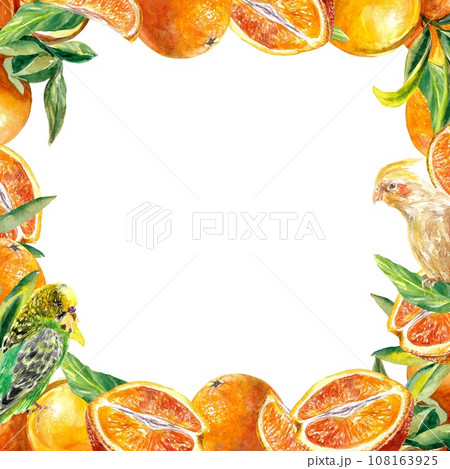 Square frame of bright orange fruits, parrots. Watercolor illustration isolated on white background. Menu, juice labels, food packaging, covers, cards 108163925