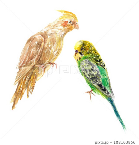 Two parrots, a Corella and a budgie. Watercolor illustration isolated on white background. Greeting cards, labels, packaging, covers, invitations. Two parrots, a Corella and a budgie. Watercolor illustration isolated on white background. Greeting cards, labels, packaging, covers, invitations. 108163956