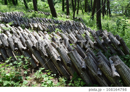 キノコの原木栽培 108164798