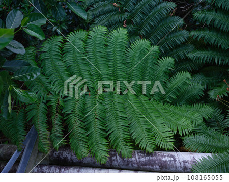 シダ植物 シダ植物 108165055