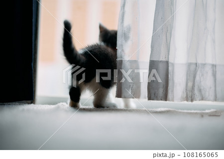 子猫の後ろ姿 108165065