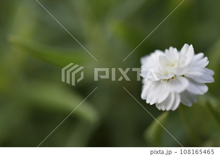 白い小さな花 108165465