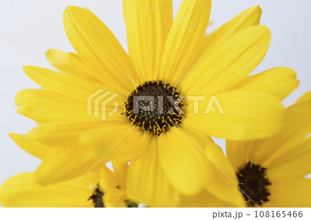 ヤナギバヒマワリ 108165466