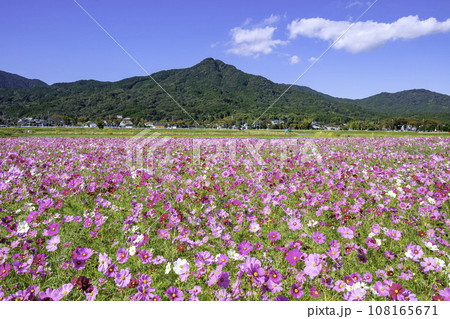 地元で古くから親しまれている飯盛山とやよいの風公園の満開のコスモス（福岡市西区） 108165671