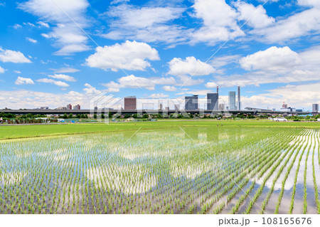 「埼玉県」見沼田んぼ 田植え後の水田の風景 「埼玉県」見沼田んぼ 田植え後の水田の風景 108165676