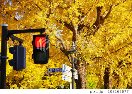 山下公園通りのイチョウ並木 山下公園通りのイチョウ並木 108165677