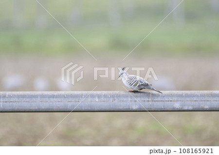 レンジャクバト 108165921