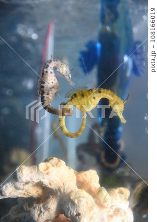 鹿児島県タツノオトシゴハウスの仲良しタツノオトシゴ 108166019