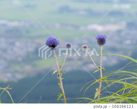 草原に映えるヒゴタイ【熊本県阿蘇市】8月 108166121