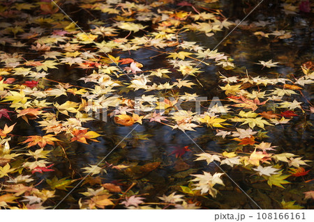 水面を彩る紅葉 水面を彩る紅葉 108166161