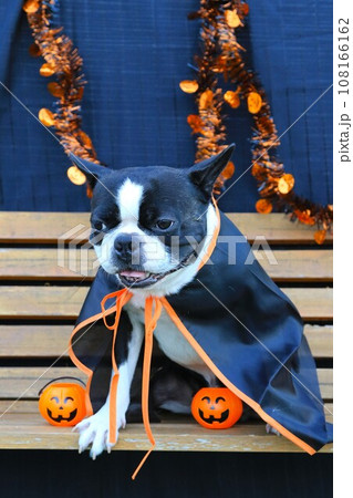 ハロウィンのマントを着てベンチに座ってる可愛いボストンテリアのマイティ君♡ 108166162
