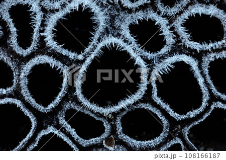 霜の降りた蓮の実 108166187